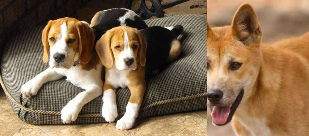 Dingo vs Beagle - Breed Comparison