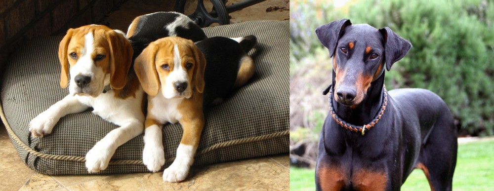 Doberman Pinscher vs Beagle - Breed Comparison