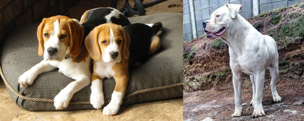 Dogo Guatemalteco vs Beagle - Breed Comparison