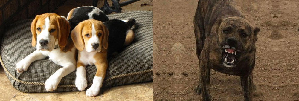 Dogo Sardesco vs Beagle - Breed Comparison