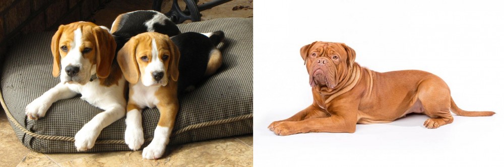 Dogue De Bordeaux vs Beagle - Breed Comparison