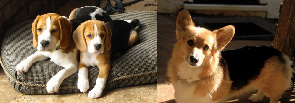 Dorgi vs Beagle - Breed Comparison