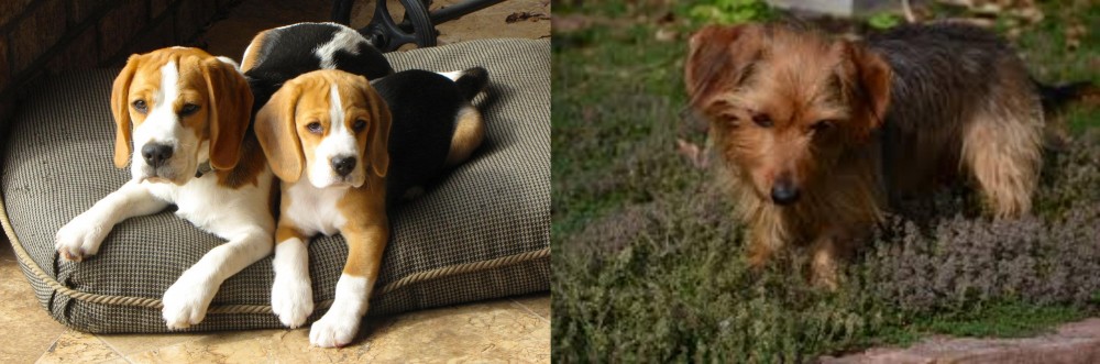 Dorkie vs Beagle - Breed Comparison