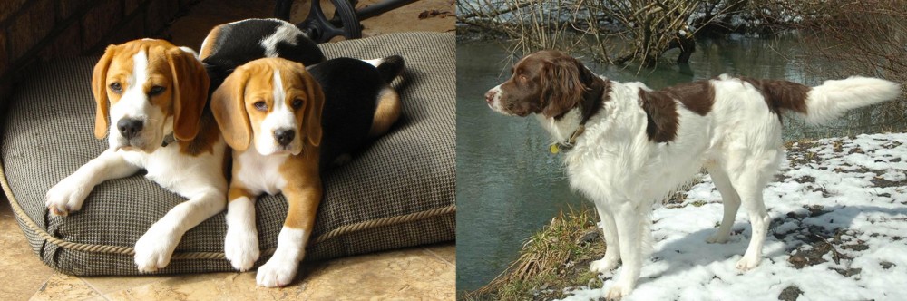 Drentse Patrijshond vs Beagle - Breed Comparison