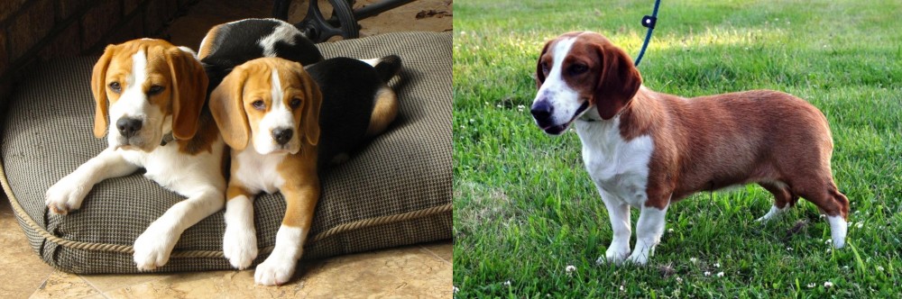 Drever vs Beagle - Breed Comparison