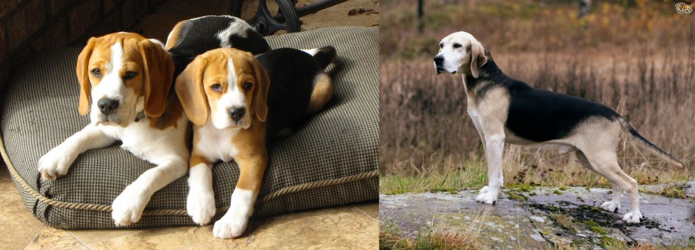 Dunker vs Beagle - Breed Comparison