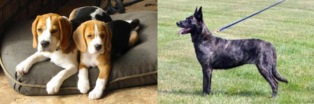 Dutch Shepherd vs Beagle - Breed Comparison