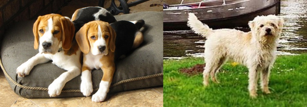Dutch Smoushond vs Beagle - Breed Comparison