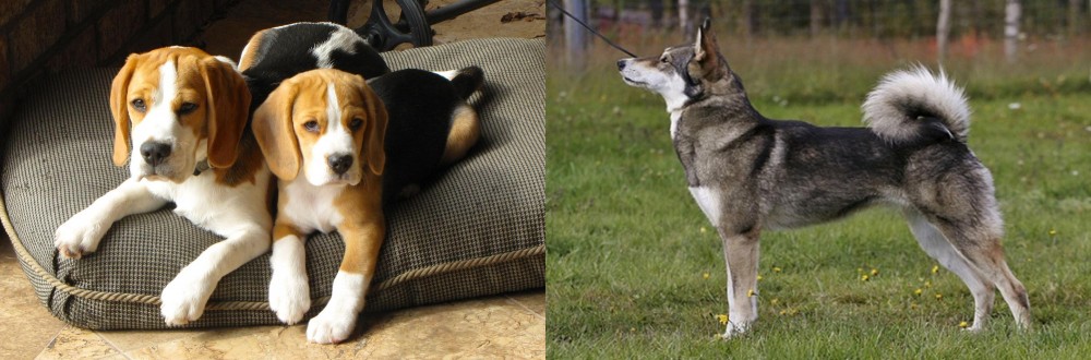 East Siberian Laika vs Beagle - Breed Comparison