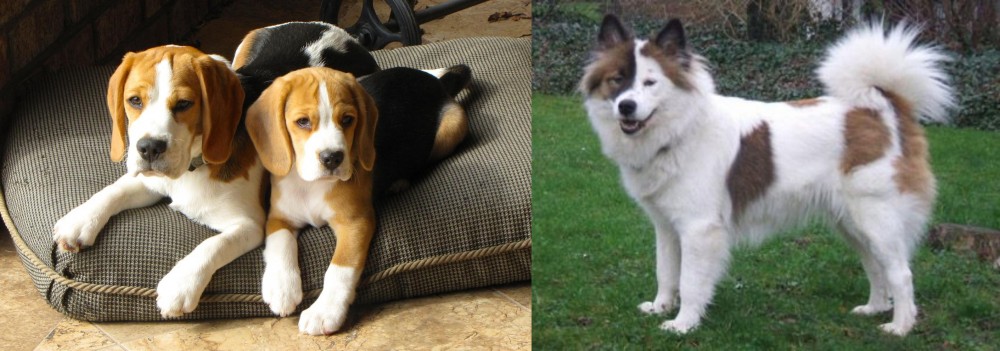 Elo vs Beagle - Breed Comparison