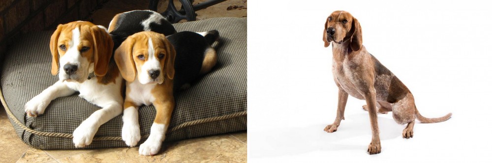 English Coonhound vs Beagle - Breed Comparison