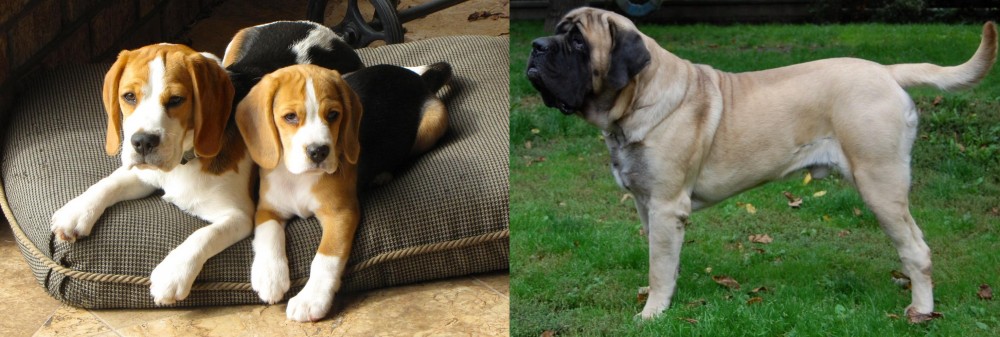 English Mastiff vs Beagle - Breed Comparison