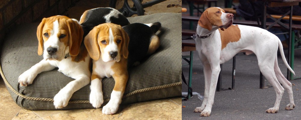 English Pointer vs Beagle - Breed Comparison