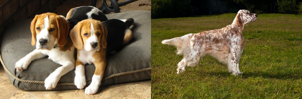 English Setter vs Beagle - Breed Comparison