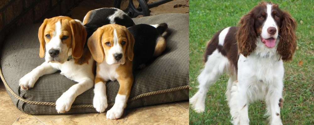 English Springer Spaniel vs Beagle - Breed Comparison