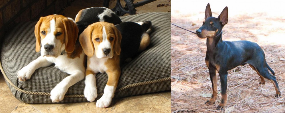 English Toy Terrier (Black & Tan) vs Beagle - Breed Comparison
