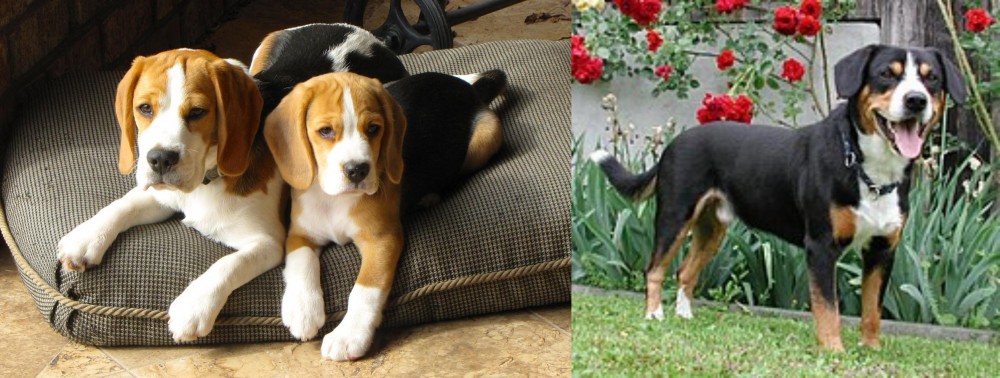 Entlebucher Mountain Dog vs Beagle - Breed Comparison
