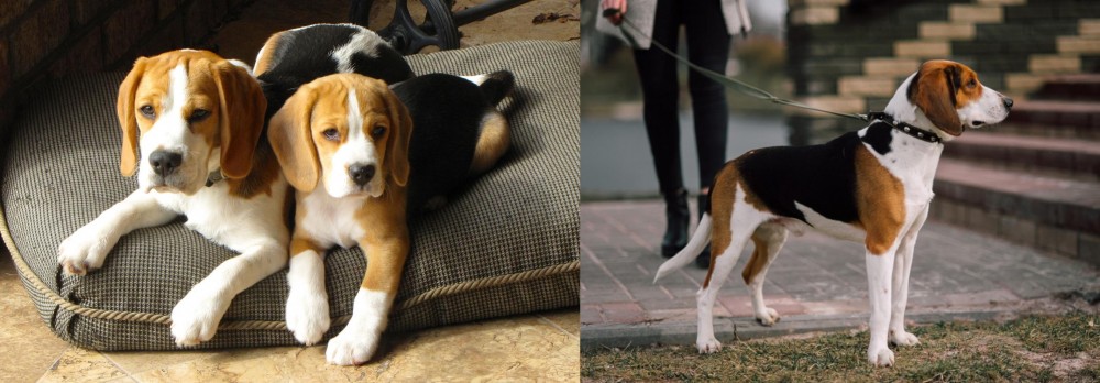 Estonian Hound vs Beagle - Breed Comparison