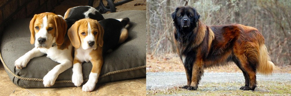 Estrela Mountain Dog vs Beagle - Breed Comparison