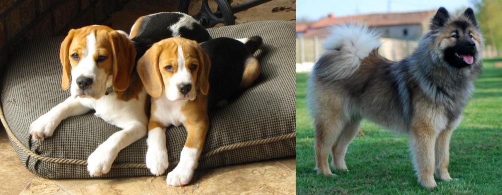 Eurasier vs Beagle - Breed Comparison