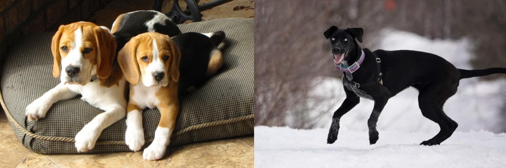 Eurohound vs Beagle - Breed Comparison