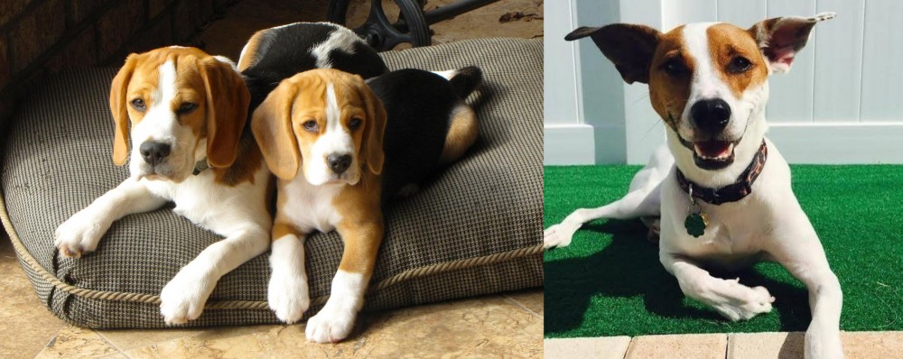 Feist vs Beagle - Breed Comparison