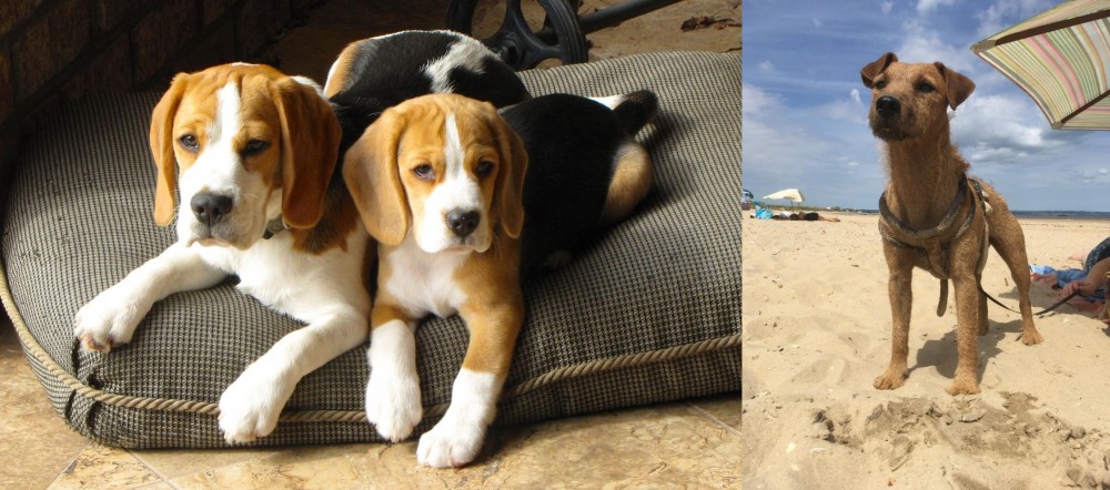 Fell Terrier vs Beagle - Breed Comparison