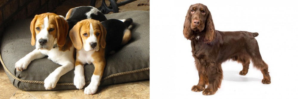 Field Spaniel vs Beagle - Breed Comparison
