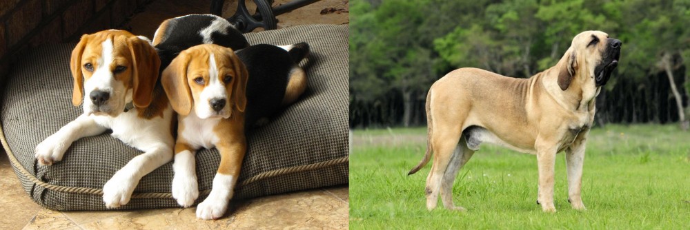Fila Brasileiro vs Beagle - Breed Comparison