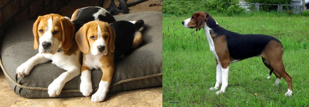 Finnish Hound vs Beagle - Breed Comparison