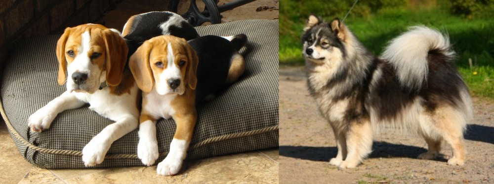 Finnish Lapphund vs Beagle - Breed Comparison