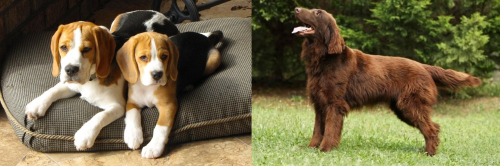 Flat-Coated Retriever vs Beagle - Breed Comparison