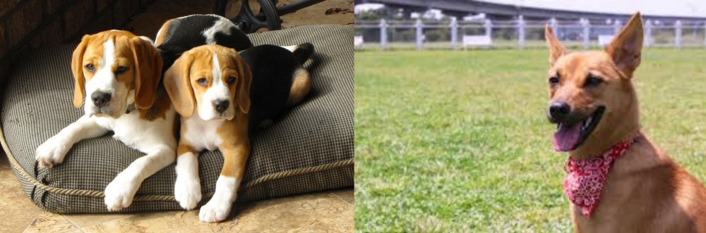 Formosan Mountain Dog vs Beagle - Breed Comparison