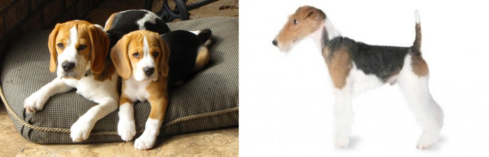 Fox Terrier vs Beagle - Breed Comparison