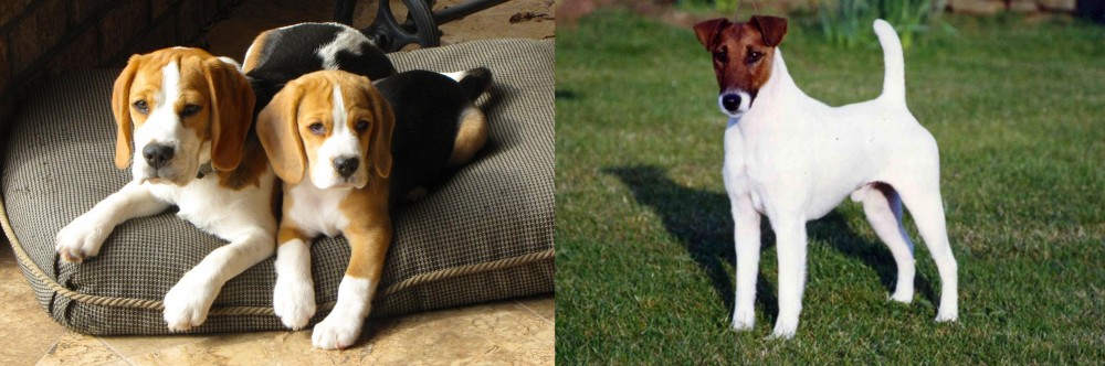 Fox Terrier (Smooth) vs Beagle - Breed Comparison