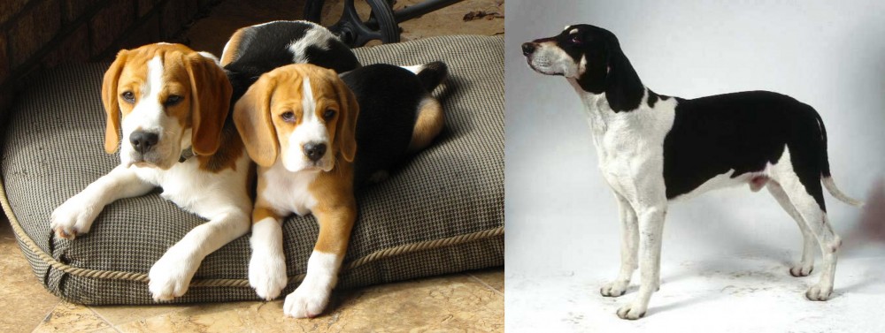 Francais Blanc et Noir vs Beagle - Breed Comparison