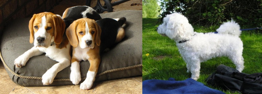 Franzuskaya Bolonka vs Beagle - Breed Comparison