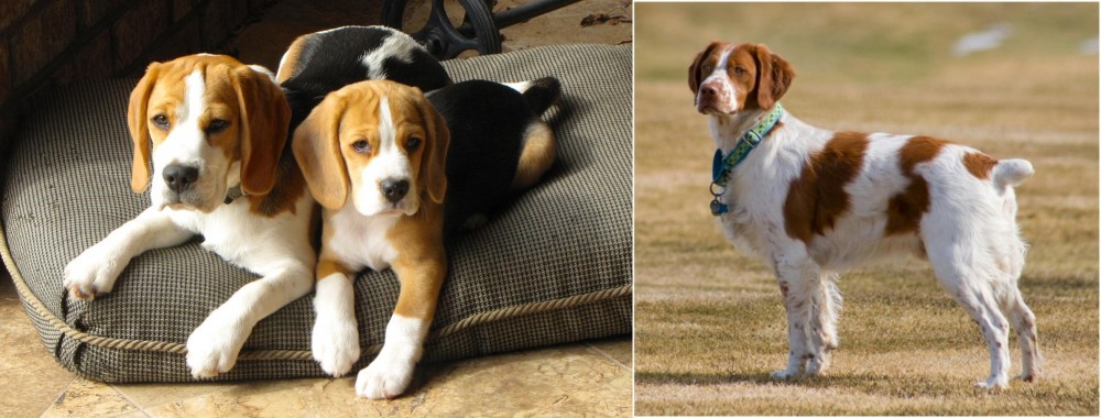 French Brittany vs Beagle - Breed Comparison
