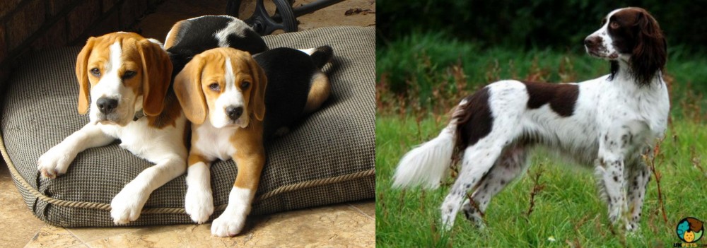 French Spaniel vs Beagle - Breed Comparison
