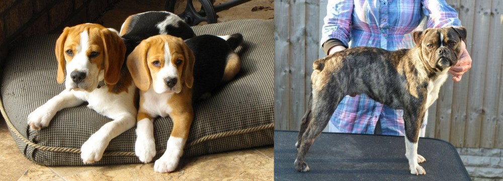 Fruggle vs Beagle - Breed Comparison