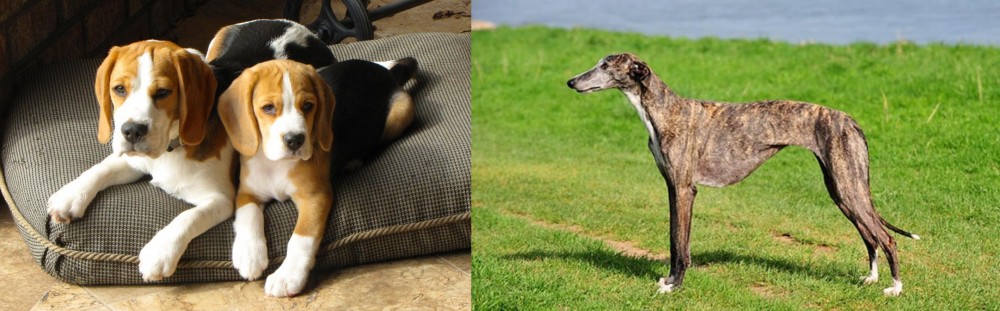 Galgo Espanol vs Beagle - Breed Comparison