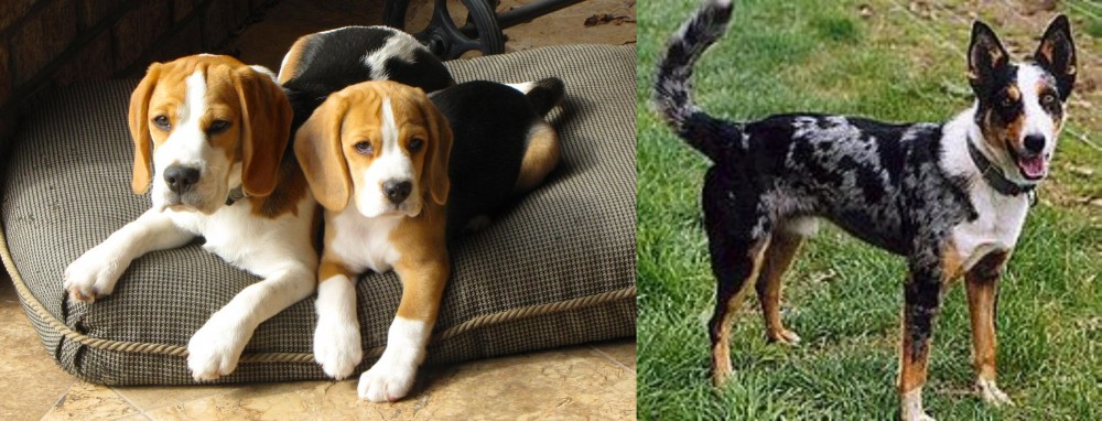 German Coolie vs Beagle - Breed Comparison