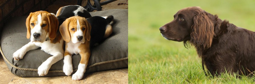German Longhaired Pointer vs Beagle - Breed Comparison