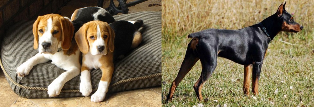 German Pinscher vs Beagle - Breed Comparison