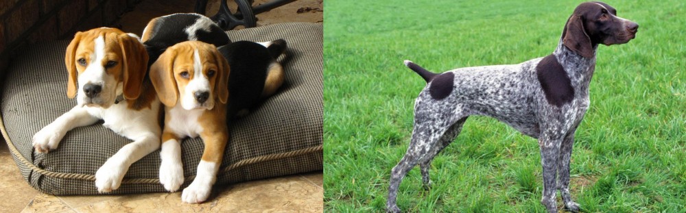 German Shorthaired Pointer vs Beagle - Breed Comparison