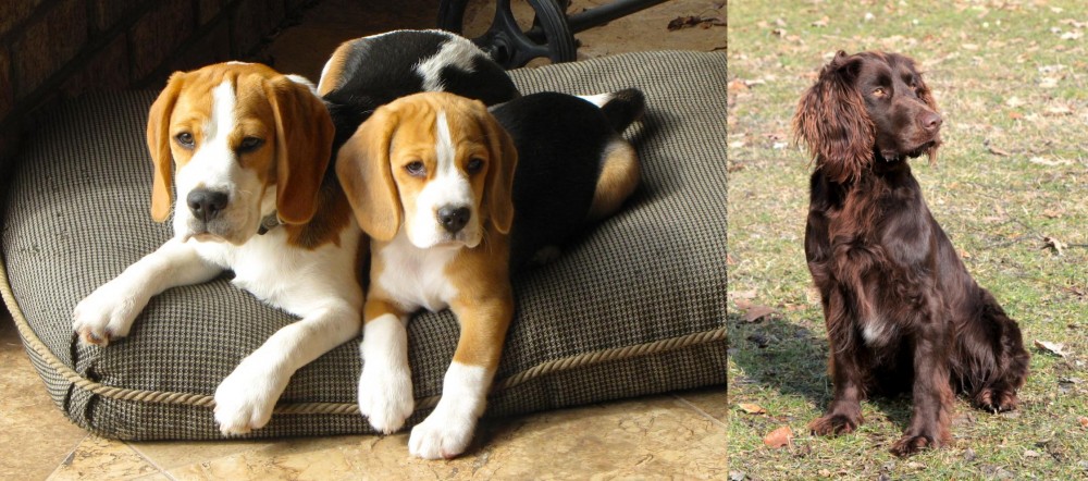 German Spaniel vs Beagle - Breed Comparison