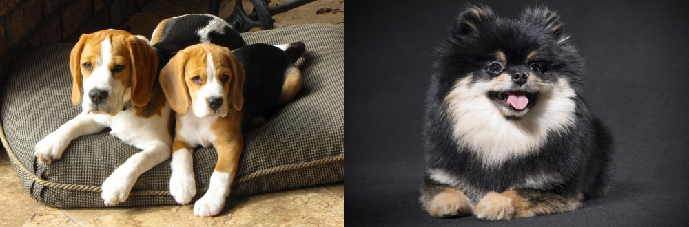 German Spitz (Klein) vs Beagle - Breed Comparison