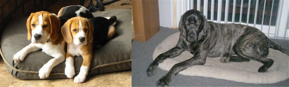 Giant Maso Mastiff vs Beagle - Breed Comparison