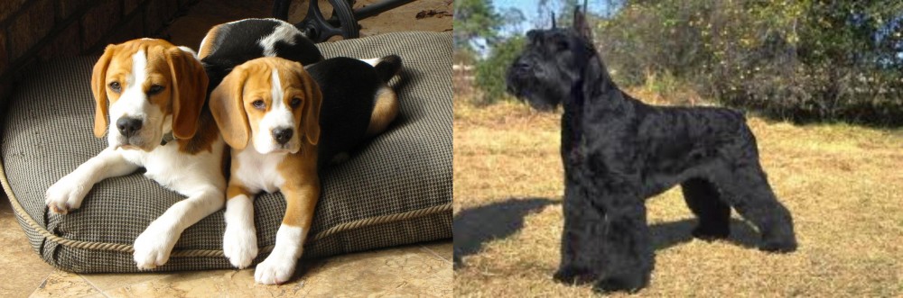 Giant Schnauzer vs Beagle - Breed Comparison