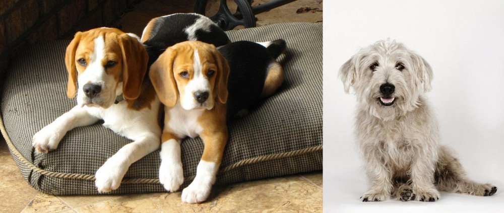 Glen of Imaal Terrier vs Beagle - Breed Comparison